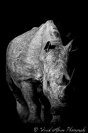 Rhino, Zululand, South Africa