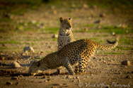 Leopard, Kalahari, South Africa
