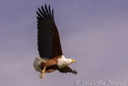 Fish Eagle takeoff, Chobe