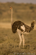 Ostrich, Kalahari