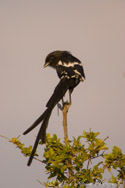 Long Tailed Magpie Shrike, Savuti