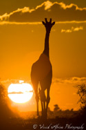 Giraffe, Chobe, Botswana