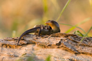 Lizard eating its skin, Kalahari