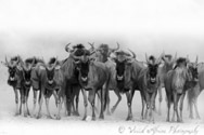 Wildebeest, Kalahari, South Africa