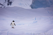 Adeli Penguin, Antarctica