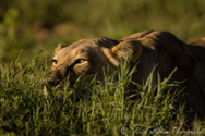 Lioness, Kalahari