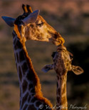 Giraffe Pair, Kalahari, South Africa