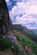 Drakensberg Flowers