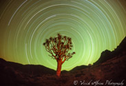 Star Trail and Quiver tree in Richtersveld, South Africa