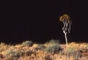 Quiver tree with dark background