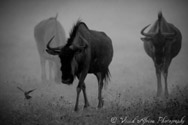 Wildebeest, Kalahari