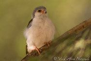 Pygmy Falcon, Kalahari