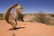 Ground Squirrel, Kalahari