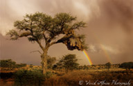 Kalahari rainbow with camel thorn tree an sociable weaver nest